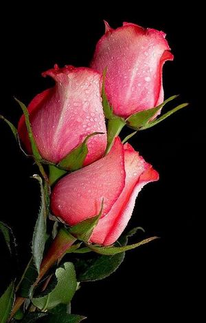 «Нива» будет жить